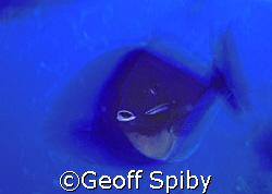 If you keep still I will clean you!!. Cleaner wrasse and ... by Geoff Spiby 